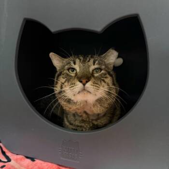Grinch -  Domestic Short Hair Cat for Adoption in Titusville, Florida - Grinch | PetCurious