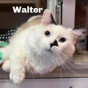Walter 260346 -  Domestic Medium Hair and Ragdoll Cat for Adoption in Gladstone, Michigan - Walter 260346 | PetCurious