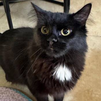 Domestic Medium Hair Cats Available for Adoption in Decatur, Georgia - Dr. Drakken | PetCurious
