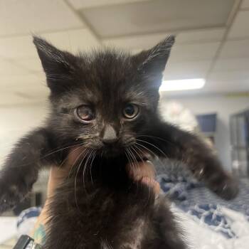 Casino-C -  Domestic Short Hair Cat for Adoption in East St. Louis, Illinois - Casino-C | PetCurious