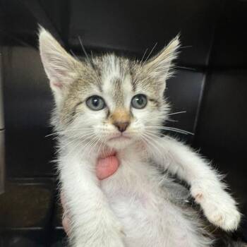 Lunchbox (Group 4) -  Domestic Short Hair Cat for Adoption in Pekin, Illinois - Lunchbox (Group 4) | PetCurious