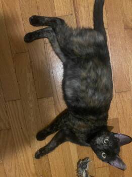 Rescue Dilute Tortoiseshell Cats for Adoption in Denver, North Carolina - Miss Tea | PetCurious