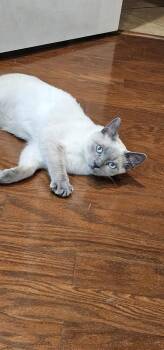 Kimchi -  Siamese Cat for Adoption in Austin, Texas - Kimchi | PetCurious