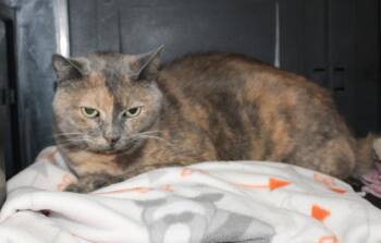Katie - 22562 -  Domestic Short Hair and Calico Cat for Adoption in Prattville, Alabama - Katie - 22562 | PetCurious