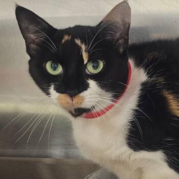 Pixie -  Domestic Short Hair Cat for Adoption in Tampa, Florida - Pixie | PetCurious