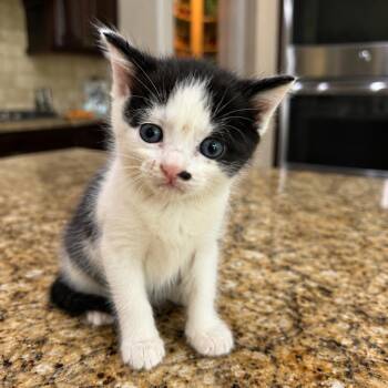 Scuttle -  Domestic Short Hair Cat for Adoption in Missouri City, Texas - Scuttle | PetCurious