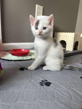 Puddles -  Domestic Medium Hair Cat for Adoption in Concord, North Carolina - Puddles | PetCurious