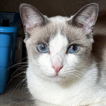 Rescue Snowshoe Cats for Adoption in Los Angeles, California - Rachel | PetCurious