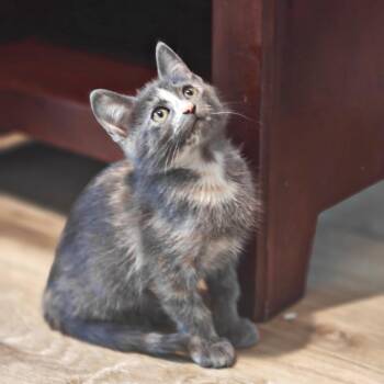 Luna -  Domestic Short Hair Cat for Adoption in Lewisville, Texas - Luna | PetCurious