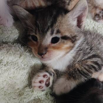 Domestic Short Hair Cats Available for Adoption in Vieques, Vieques - Molly | PetCurious