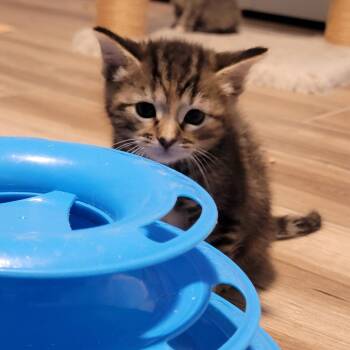 Shakira -  Domestic Short Hair Cat Available for Adoption in Port Richey, Florida - Shakira | PetCurious
