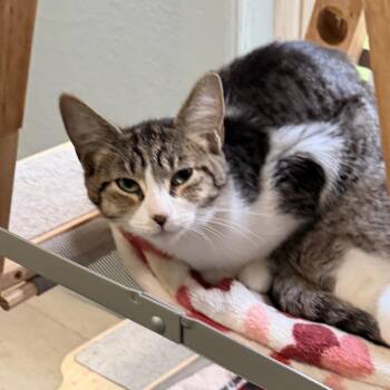 Dorothy -  Domestic Short Hair Cat for Adoption in Richland, Michigan - Dorothy | PetCurious