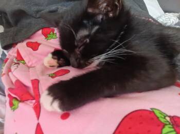 Kit 1 Runty -  Domestic Short Hair Cat for Adoption in Diamond Springs, California - Kit 1 Runty | PetCurious