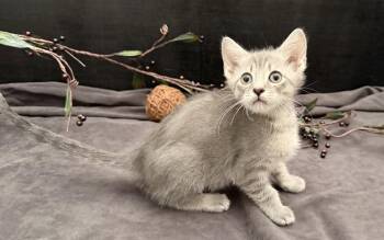 Bubba -  Tabby and Domestic Short Hair Cat for Adoption in Fayetteville, Georgia - Bubba | PetCurious