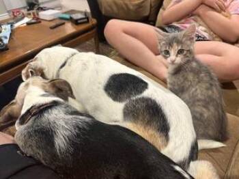 Dandelion -  Domestic Short Hair Cat for Adoption in Millcreek, Utah - Dandelion | PetCurious