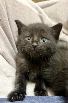 Smee -  Domestic Short Hair Cat for Adoption in St. Peters, Missouri - Smee | PetCurious