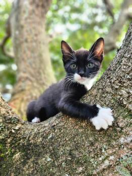 Tuxedo Cats Available for Adoption in Sunrise, Florida - Fermata | PetCurious