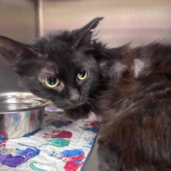 Marsha -  Domestic Short Hair Cat for Adoption in Indianapolis, Indiana - Marsha | PetCurious