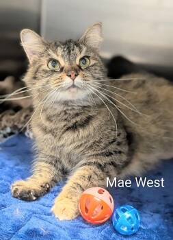 Mae West -  Domestic Short Hair Cat for Adoption in Flint, Michigan - Mae West | PetCurious