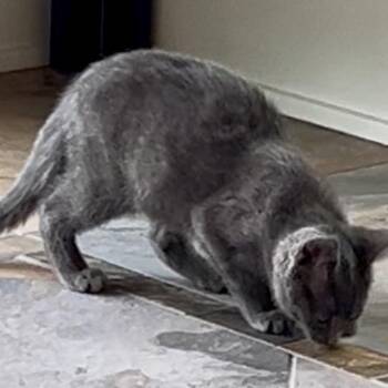 Lilac -  Domestic Short Hair Cat for Adoption in Traverse City, Michigan - Lilac | PetCurious