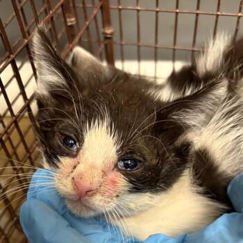 Domestic Short Hair Cats Available for Adoption in Yuma, Arizona - Bambi | PetCurious