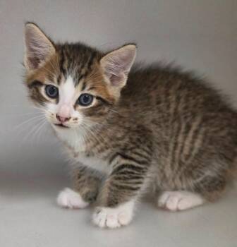 Kitten C -  Domestic Short Hair Cat for Adoption in Highland Village, Texas - Kitten C | PetCurious