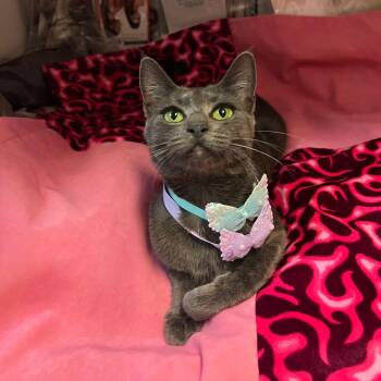 Ulta -  Russian Blue and Domestic Short Hair Cat for Adoption in Brea, California - Ulta | PetCurious