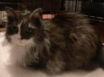 Domestic Long Hair Cats Available for Adoption in Herndon, Virginia - Eloise | PetCurious