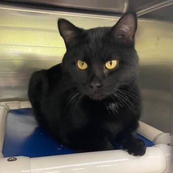 Domestic Short Hair Cats Available for Adoption in Springfield, Illinois - Goliath | PetCurious