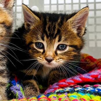 Tyga -  Domestic Short Hair Cat for Adoption in Mount Vernon, Indiana - Tyga | PetCurious