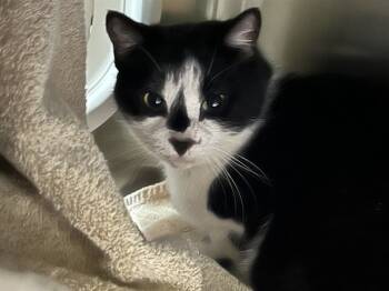 Rescue Domestic Short Hair Cats for Adoption in Alameda, California - SPADE | PetCurious