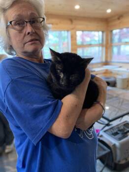 Rescue Domestic Short Hair Cats for Adoption in Hawley, Pennsylvania - Junior | PetCurious