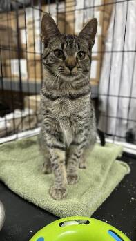Domestic Short Hair Cats Available for Adoption - Riggins | PetCurious