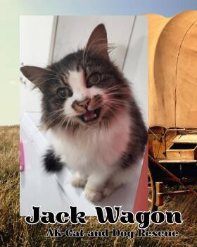 Jack Wagon -  Domestic Long Hair Cat for Adoption in Wasilla, Alaska - Jack Wagon | PetCurious