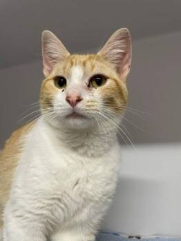 Cowboy -  Domestic Short Hair Cat for Adoption in Hayward, Wisconsin - Cowboy | PetCurious