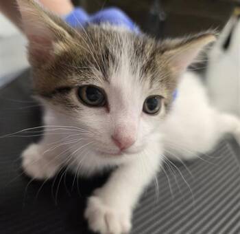 SUNSHINE -  Domestic Short Hair Cat for Adoption in Indianapolis, Indiana - SUNSHINE | PetCurious