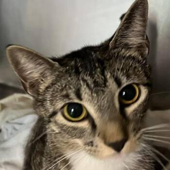 Tuchi -  Domestic Short Hair Cat for Adoption in Baltimore, Maryland - Tuchi | PetCurious