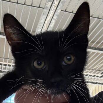 Domestic Short Hair Cats Available for Adoption in Goleta, California - Winter | PetCurious