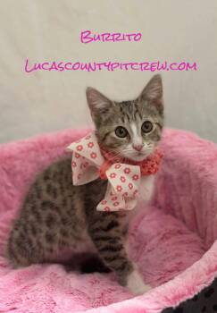 Burrito -  Tabby and Domestic Short Hair Cat for Adoption in Toledo, Ohio - Burrito | PetCurious