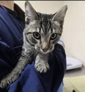 Jasper -  Domestic Short Hair Cat for Adoption in Sherwood, Oregon - Jasper | PetCurious