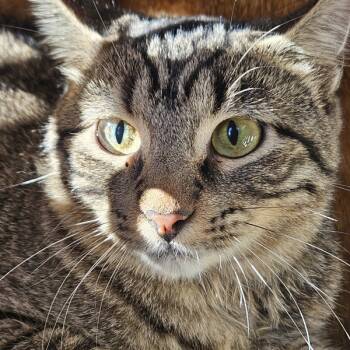 Rescue Domestic Short Hair Cats for Adoption in Des Moines, Iowa - Owl | PetCurious