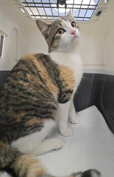 Rescue Domestic Short Hair Cats for Adoption in Portsmouth, Virginia - Sweetball | PetCurious