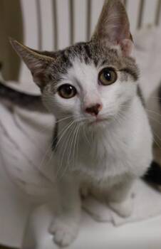 Montana -  Domestic Short Hair Cat for Adoption in Baraboo, Wisconsin - Montana | PetCurious