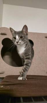 Domestic Short Hair Cats Available for Adoption - Paris Whitney Hilton | PetCurious