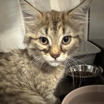 Brooke -  Domestic Medium Hair Cat for Adoption in Oak Brook, Illinois - Brooke | PetCurious