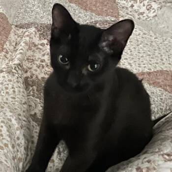 Rescue Domestic Short Hair Cats for Adoption in Bentonville, Arkansas - Gale | PetCurious