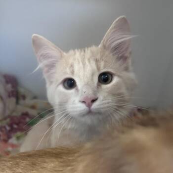 Converse -  Domestic Medium Hair Cat for Adoption in Uniontown, Pennsylvania - Converse | PetCurious