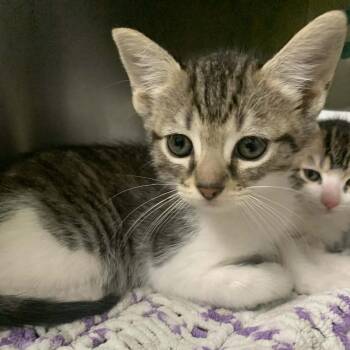 Domestic Short Hair Cats Available for Adoption - Eloise Bridgerten | PetCurious