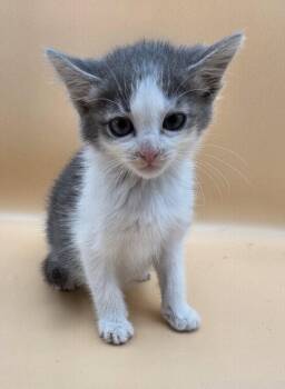 Motor Oil -  Domestic Short Hair Cat for Adoption in Magnolia Springs, Alabama - Motor Oil | PetCurious