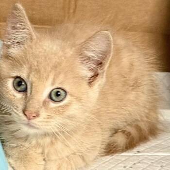 Wrigley -  Domestic Short Hair Cat for Adoption in Kansas City, Missouri - Wrigley | PetCurious